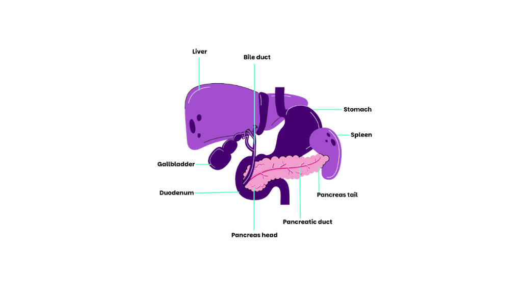 Pancreas and surrounding organs
